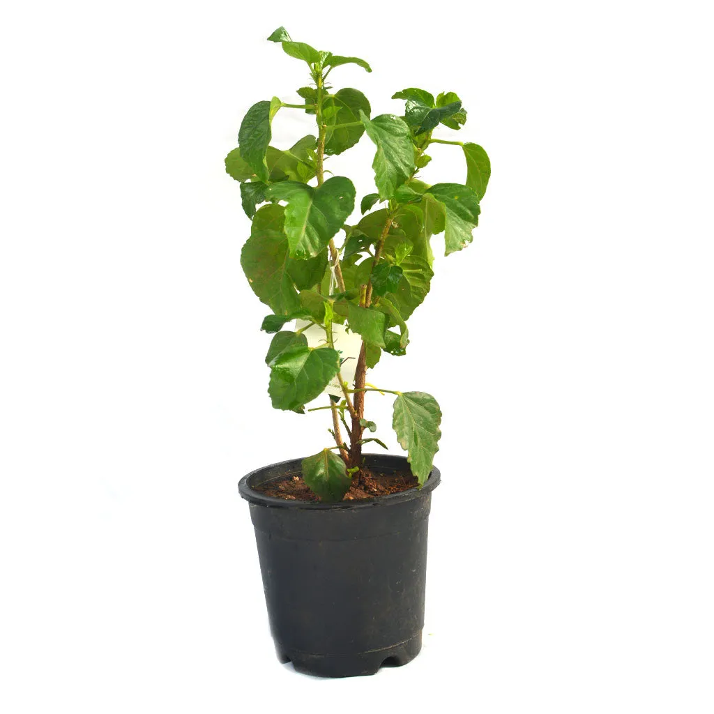 Assorted Hibiscus Mystic Pink Tahitian French Toast Exotic Red  Colossus Pack of 4 Plants