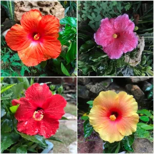 Assorted Hibiscus Mystic Pink Tahitian French Toast Exotic Red  Colossus Pack of 4 Plants