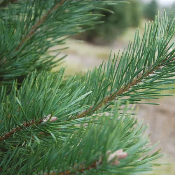 Scots Pine Travel Container
